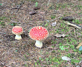 fungi